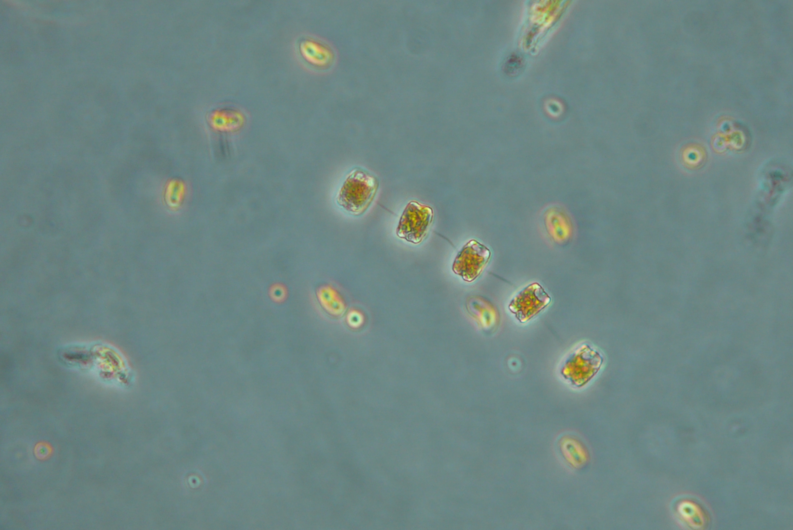 中国南极磷虾金矿,全球南极磷虾资源