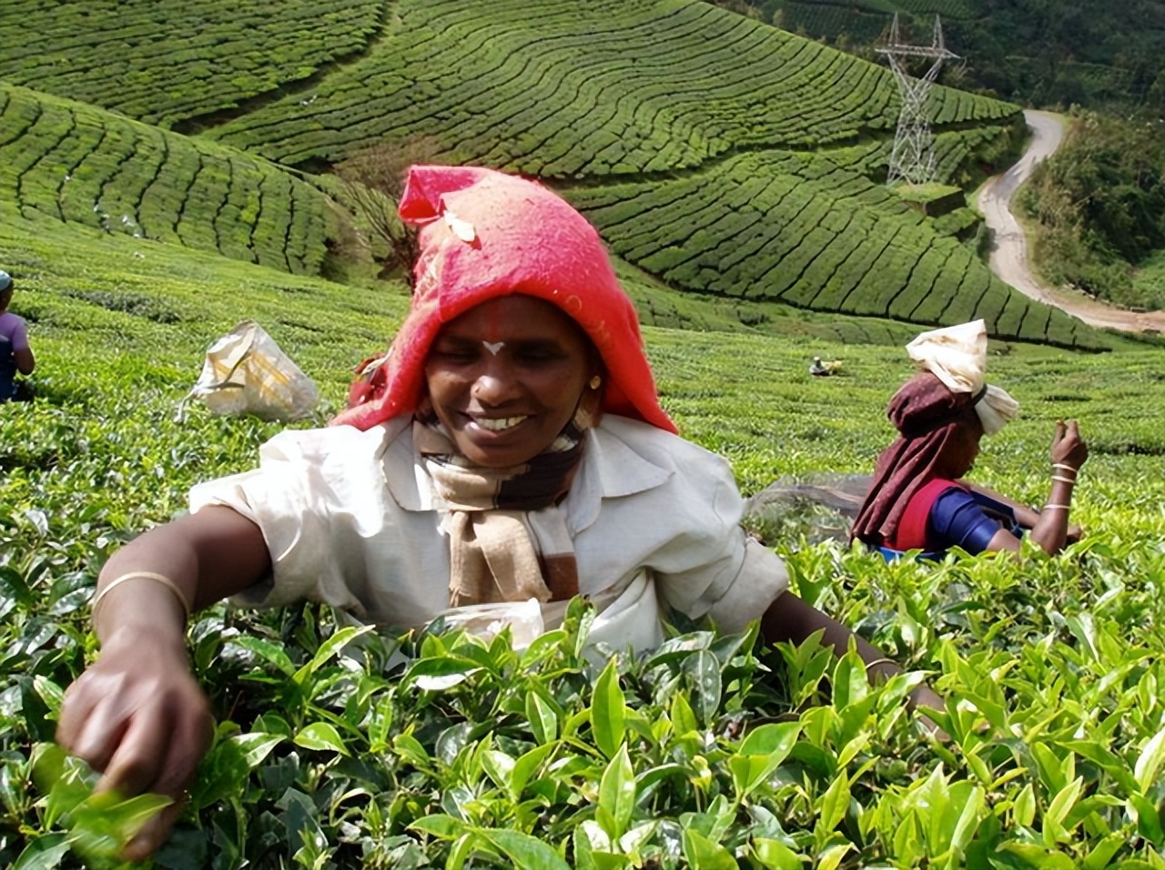 痛心的技术泄密：英国*子骗**偷走安徽两种树苗，让清朝损失百亿纹银