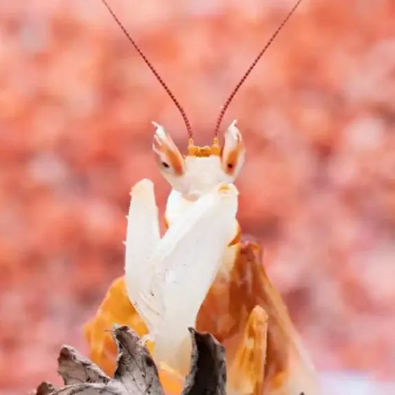 螳螂吃掉自己丈夫的头,螳螂为什么吃掉配偶螳螂吃蛇