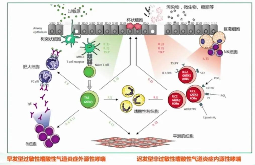 感冒哮喘发作怎么用药,哮喘用药吸入剂有哪些