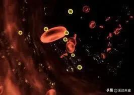 巴西布兰格斯牛和内洛尔牛中,探索双叉巴贝虫和蜱虫的季节性波动