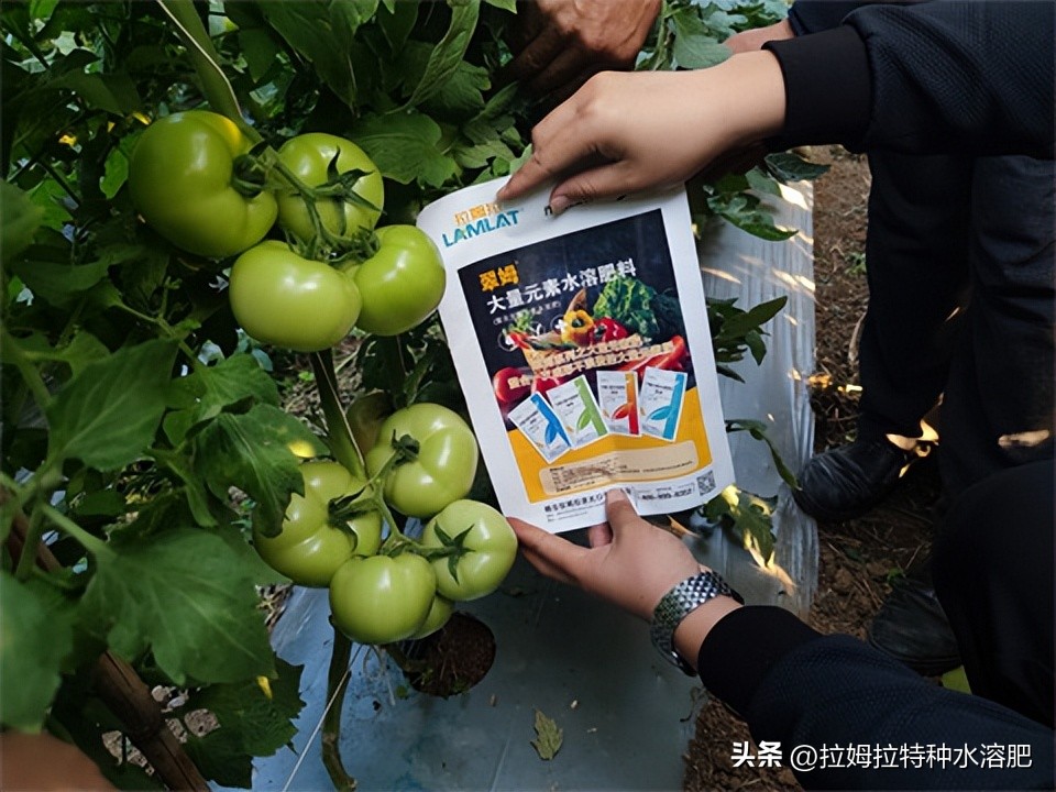 这几年水溶肥怎么那么火,水溶肥用于哪种农作物