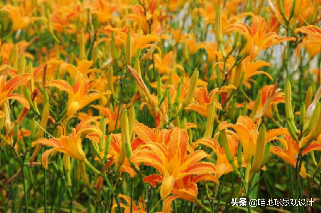 山东地区适合种植什么草皮,山东地区草坪