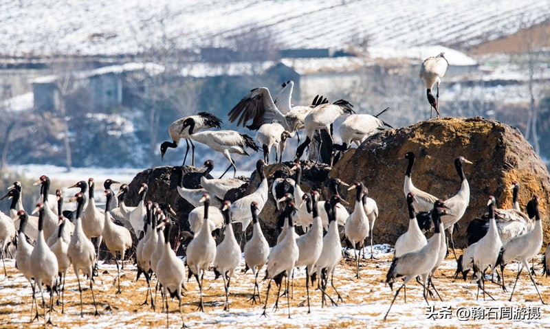 高原精灵黑颈鹤越冬之地——大山包（云、藏自驾旅行纪实之一）