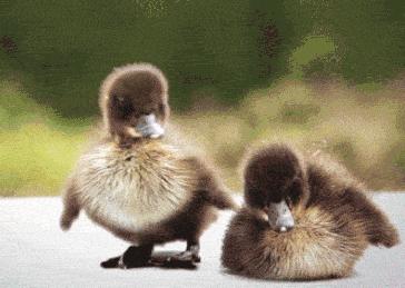 手绘呆萌可爱卡通小动物图片,可爱萌萌的小动物逗趣动图