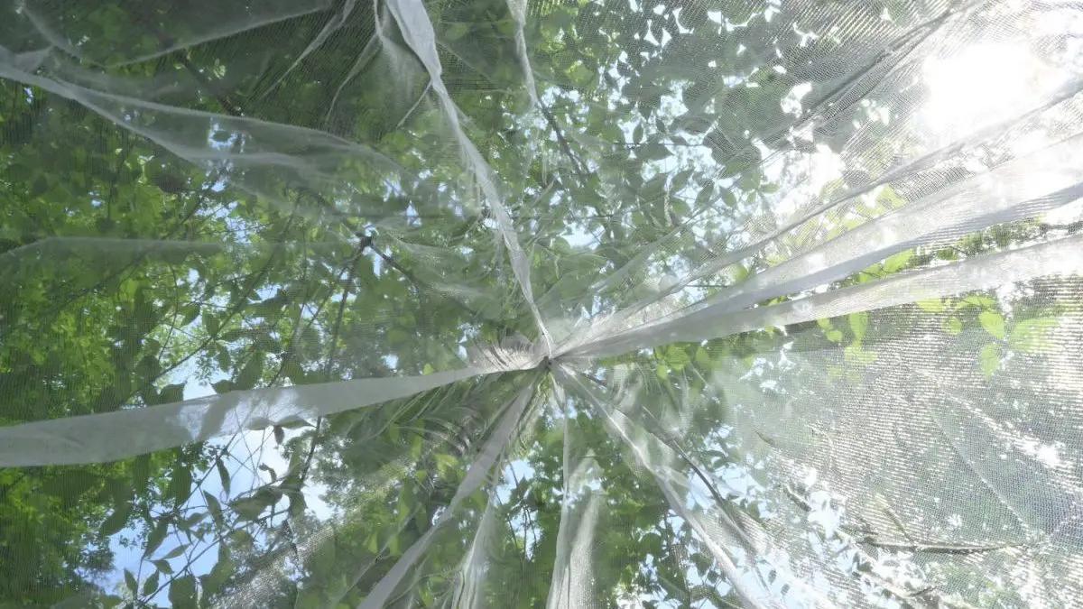 在室内长期睡帐篷有哪些影响,野外用蚊帐睡觉