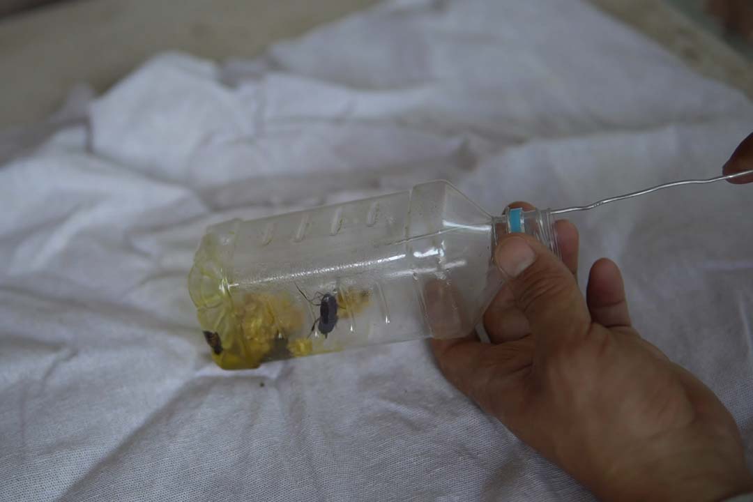 蜜蜂怎样防蟑螂入箱,养蜂如何消灭蟑螂