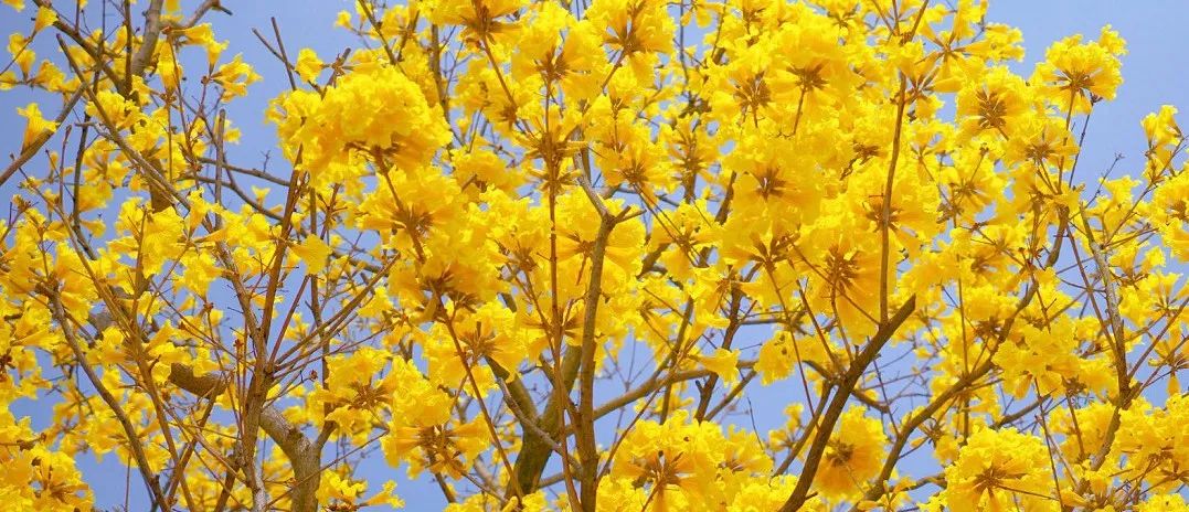 提前盛开！成都市区这个被偏爱的宝藏地又上新，即将刷爆全网