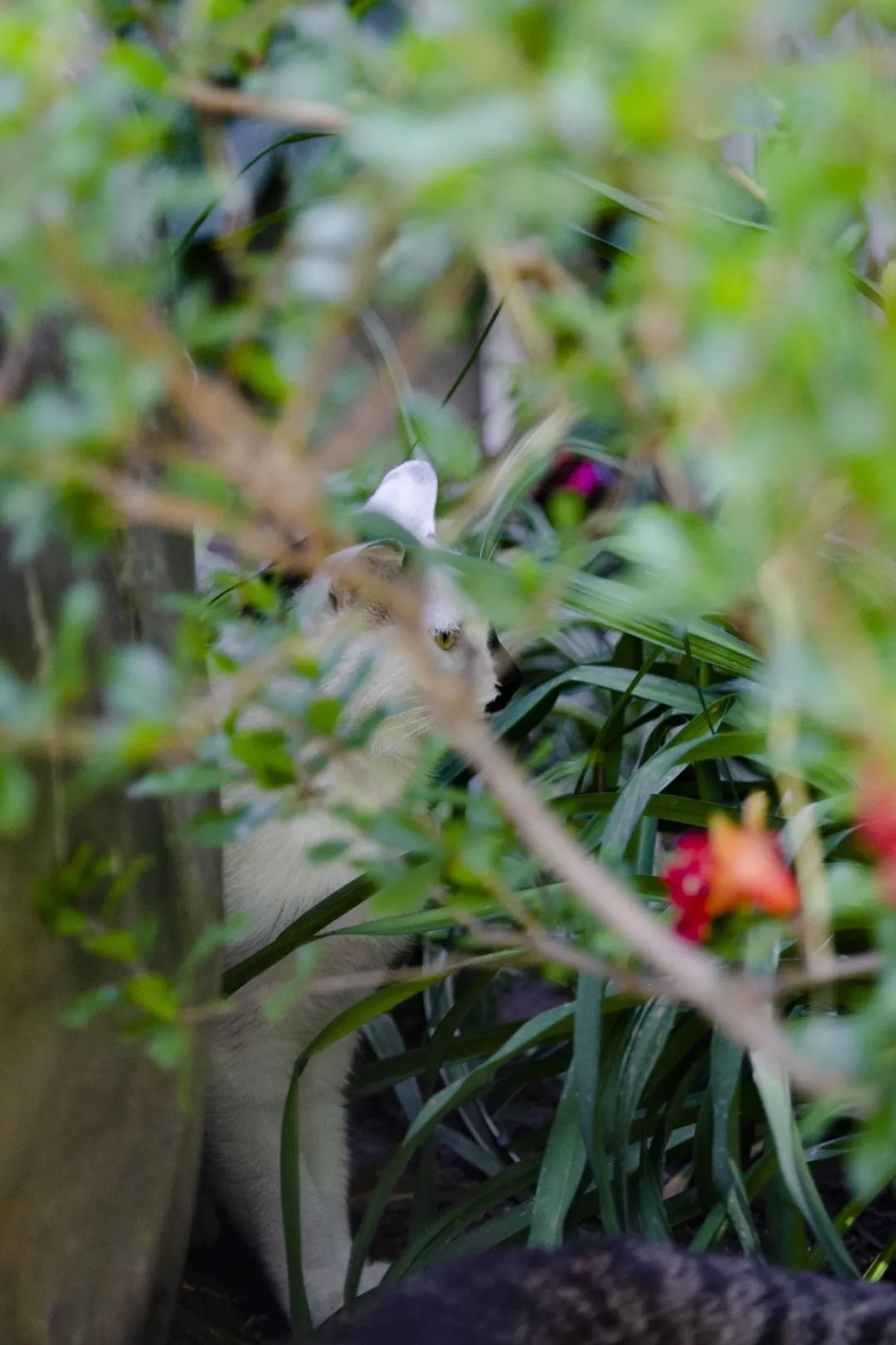 毛森森,观复猫毛森森