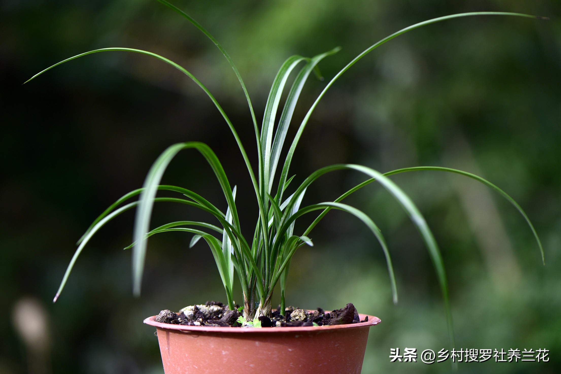 兰花的施肥方法和注意事项是什么,兰花专用土栽的兰花需要施肥吗