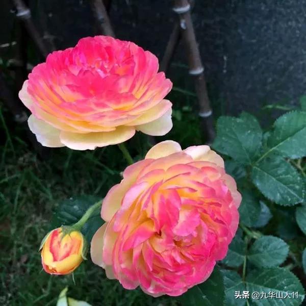 藤本月季品种列表,大红色藤本月季哪个品种好