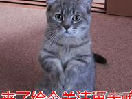 原来狗狗也喜欢吃大白菜,原来狗狗也爱吃芝士玉米片