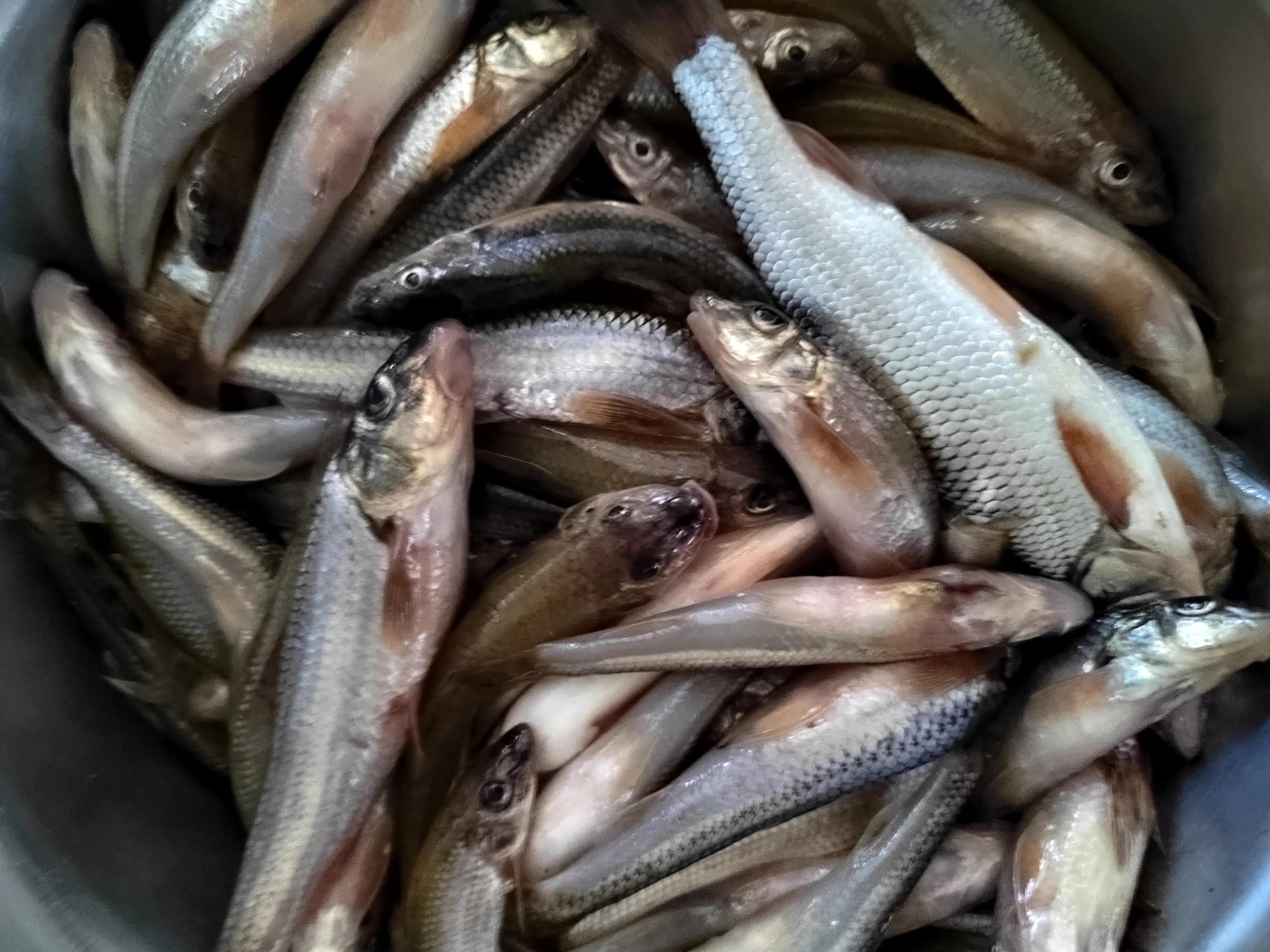 正确的闷竿尖钓法图解,闷竿钓法的优点和缺点