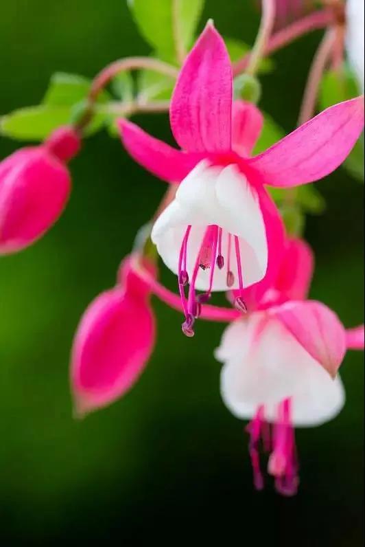 花朵壁纸横版,花朵招财壁纸