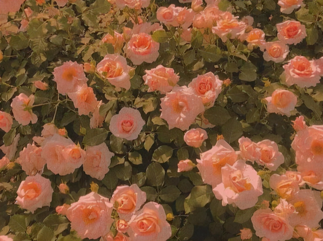 水瓶座的潜力,水瓶座能力排第几