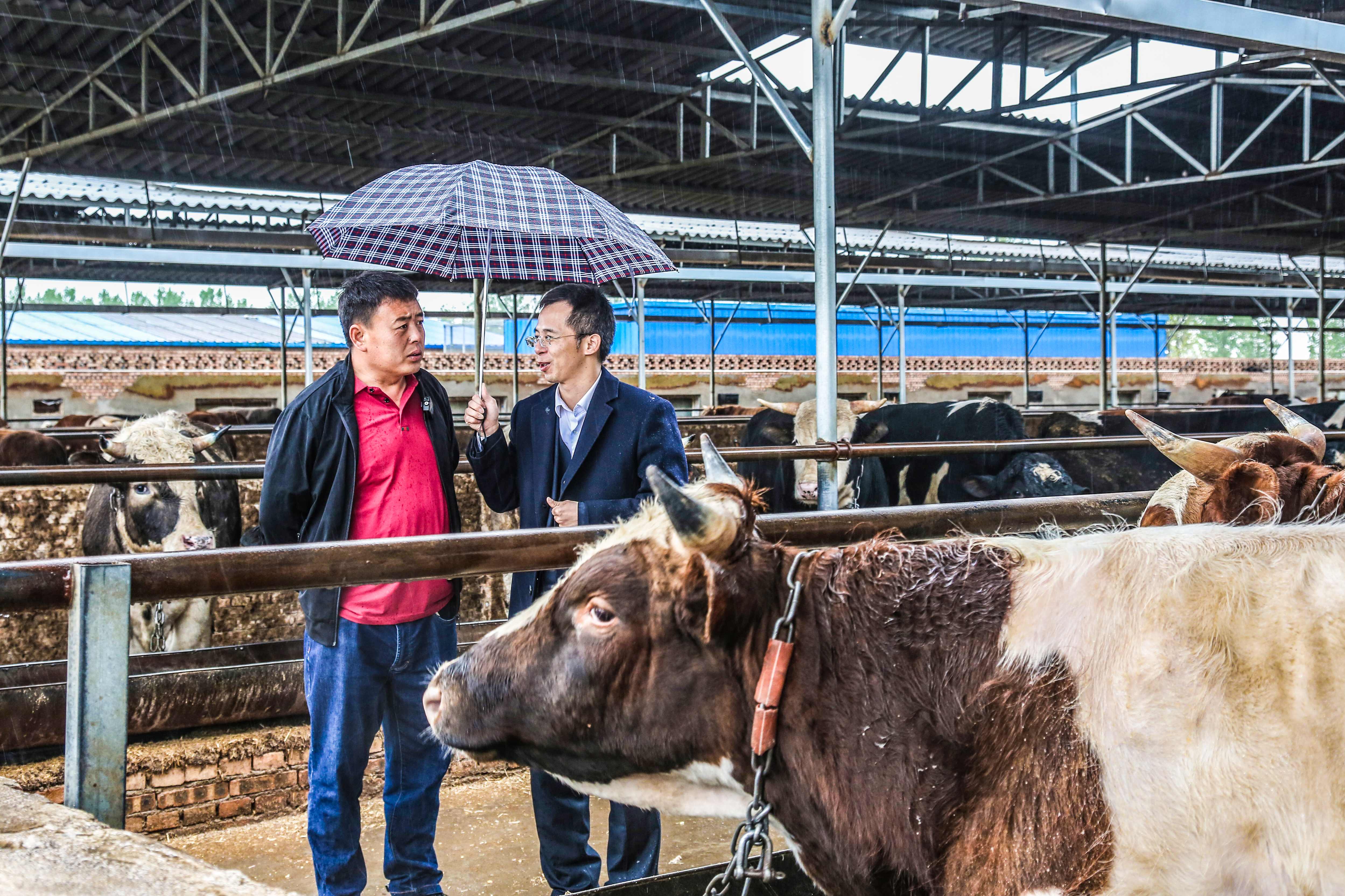 山西晋牛贷,山西养牛贷款需要什么条件