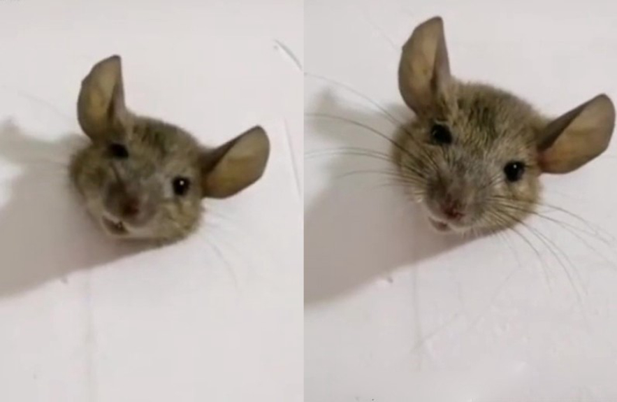 老鼠的报复性有多强,老鼠为什么会遇到威胁咬死同类