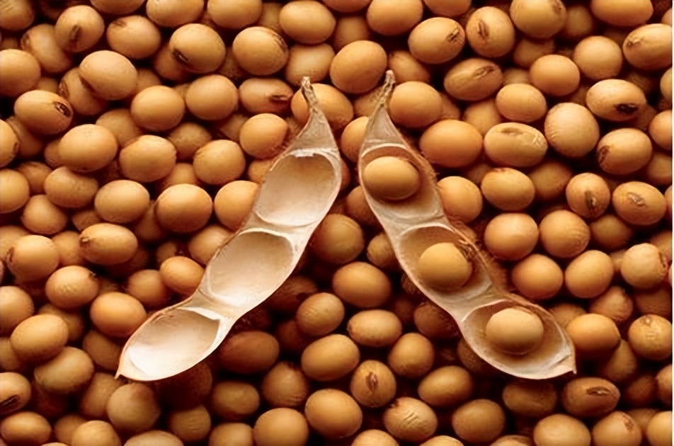 空气分级蚕豆蛋白级分作为颗粒和挤压肉鸡日粮中豆粕的替代品