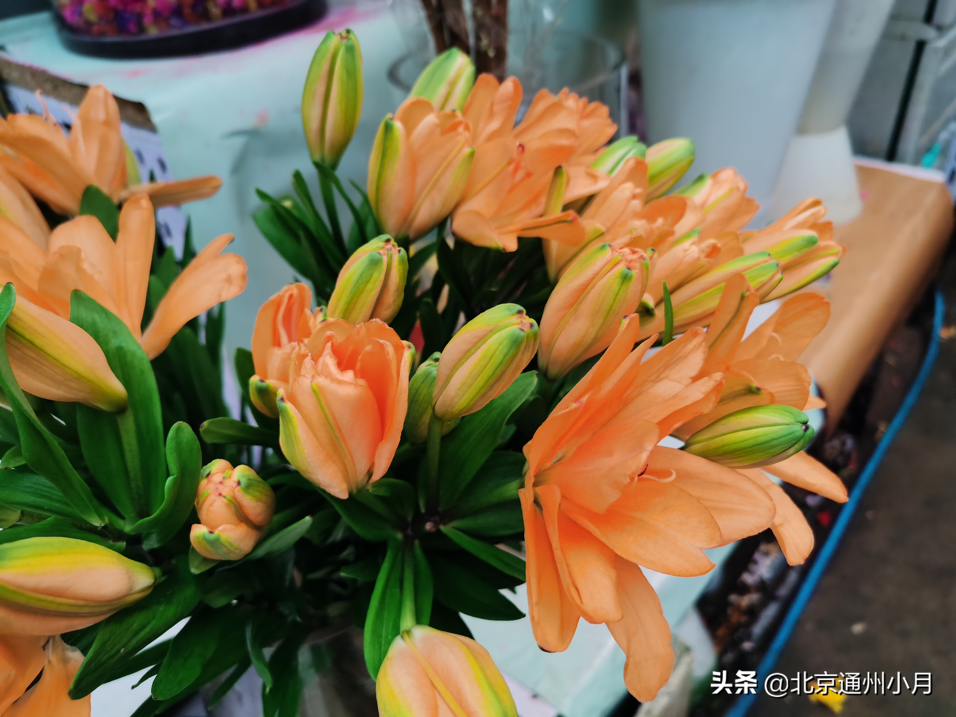 北京周边大型花市,北京花市推荐