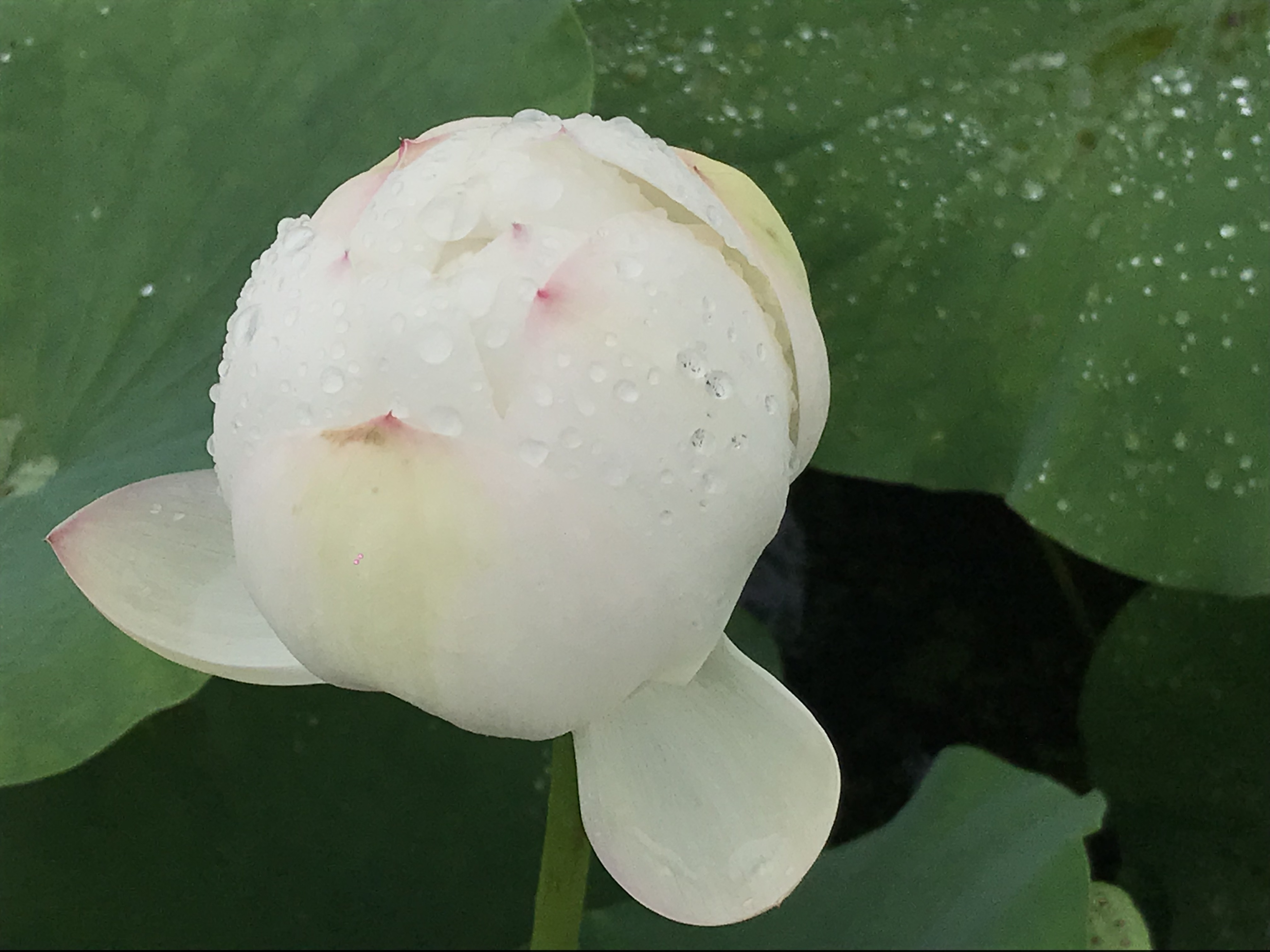 烈日炎炎赏荷花清凉一夏,京郊赏荷领略夏日之美