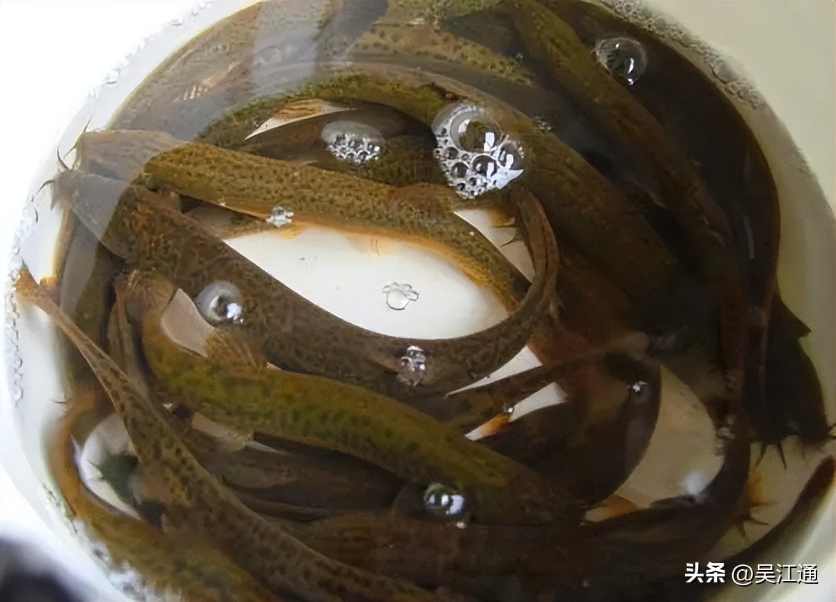 泥鳅发病怎么处理干净,泥鳅吃什么