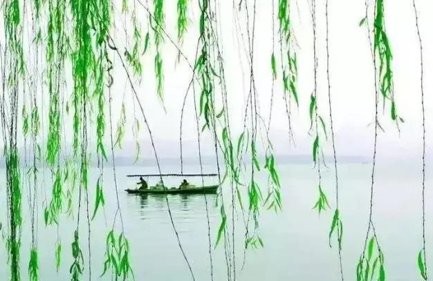 柔丝弄早春,柳枝婀娜醉春风,期盼好事要发生