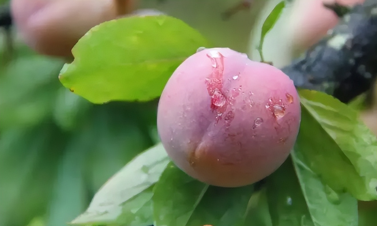 浙江土特产大全有哪些,浙江特产有哪些土特产品呢