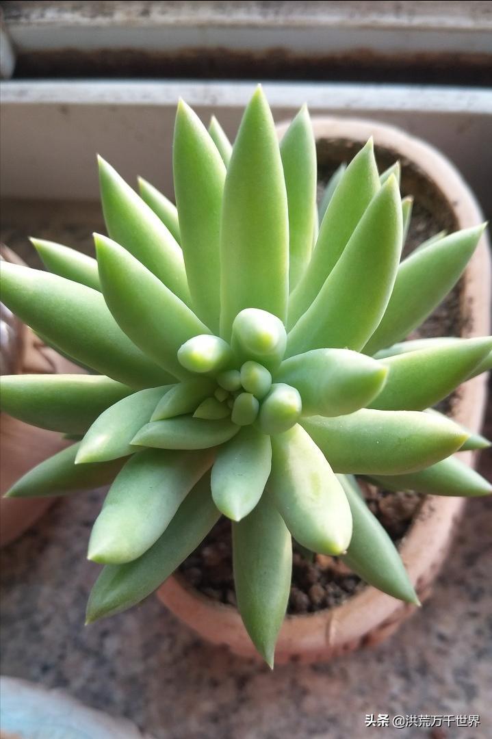 多肉植物千佛手长成老桩要多久,千佛手多肉植物属于仙人掌吗