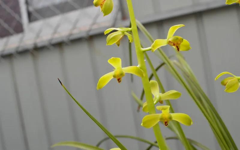 蕙兰老八种图片,蕙兰新八种图片高清