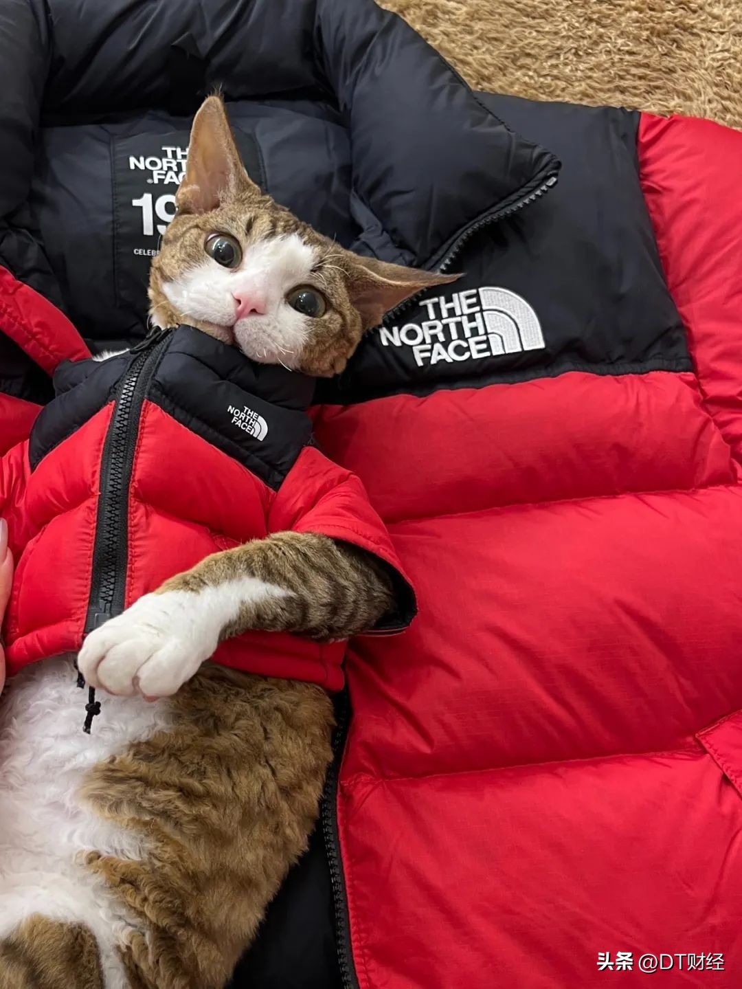 北面饱和感,北面为何成为校服