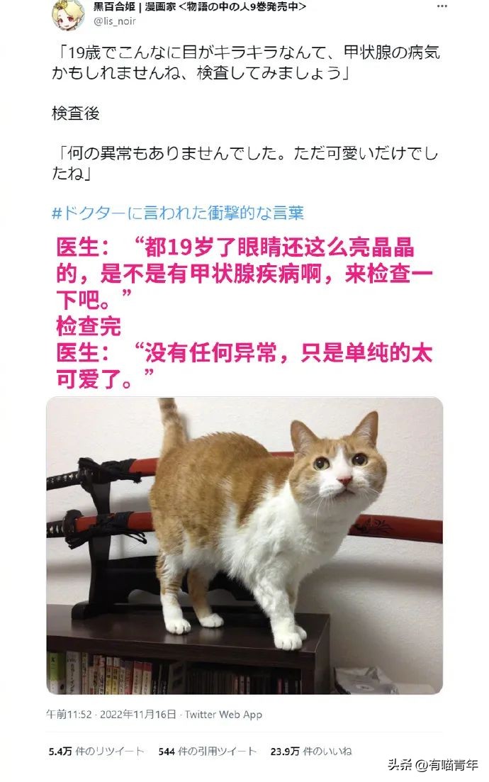 猫拉粑粑拉不出来不吃东西,猫老是叫还到处拉尿怎么办