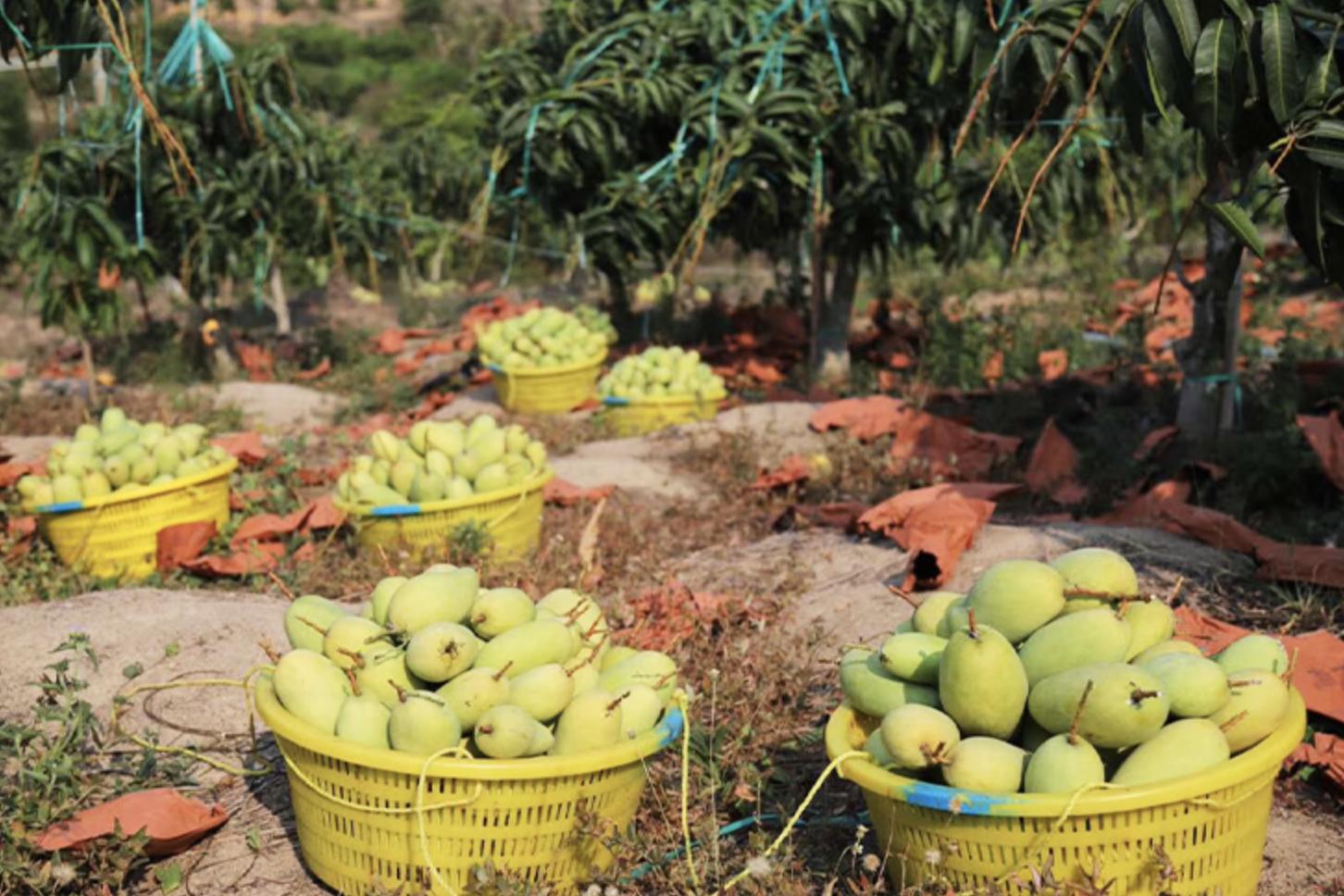 同样都是芒果，小台芒、贵妃芒、金煌芒哪个更好吃？它们有啥区别