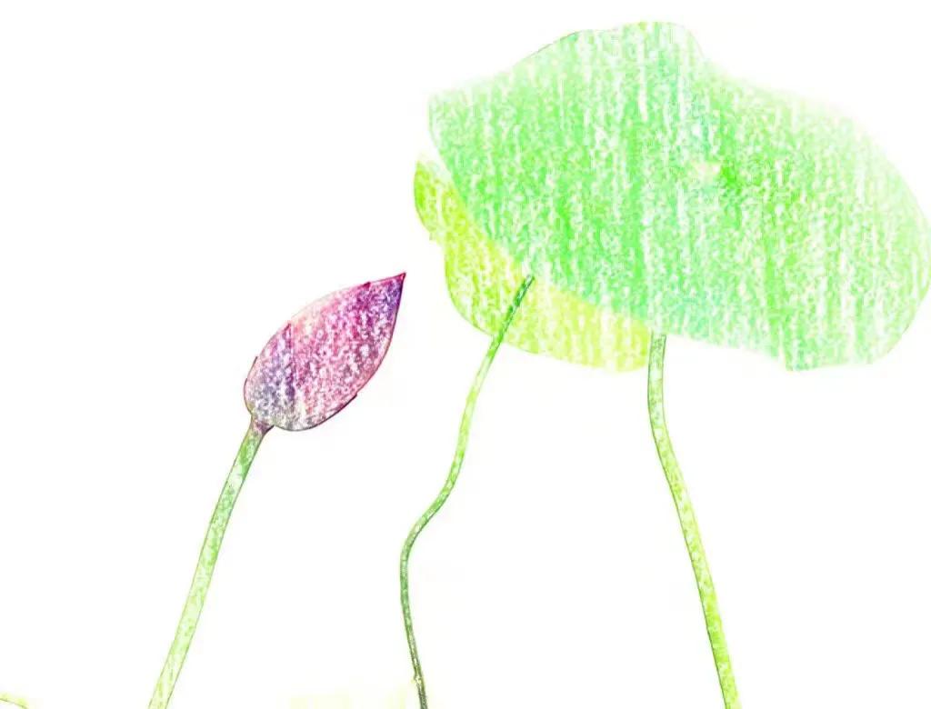 碗中种莲，年复一年花开花落到叶枯