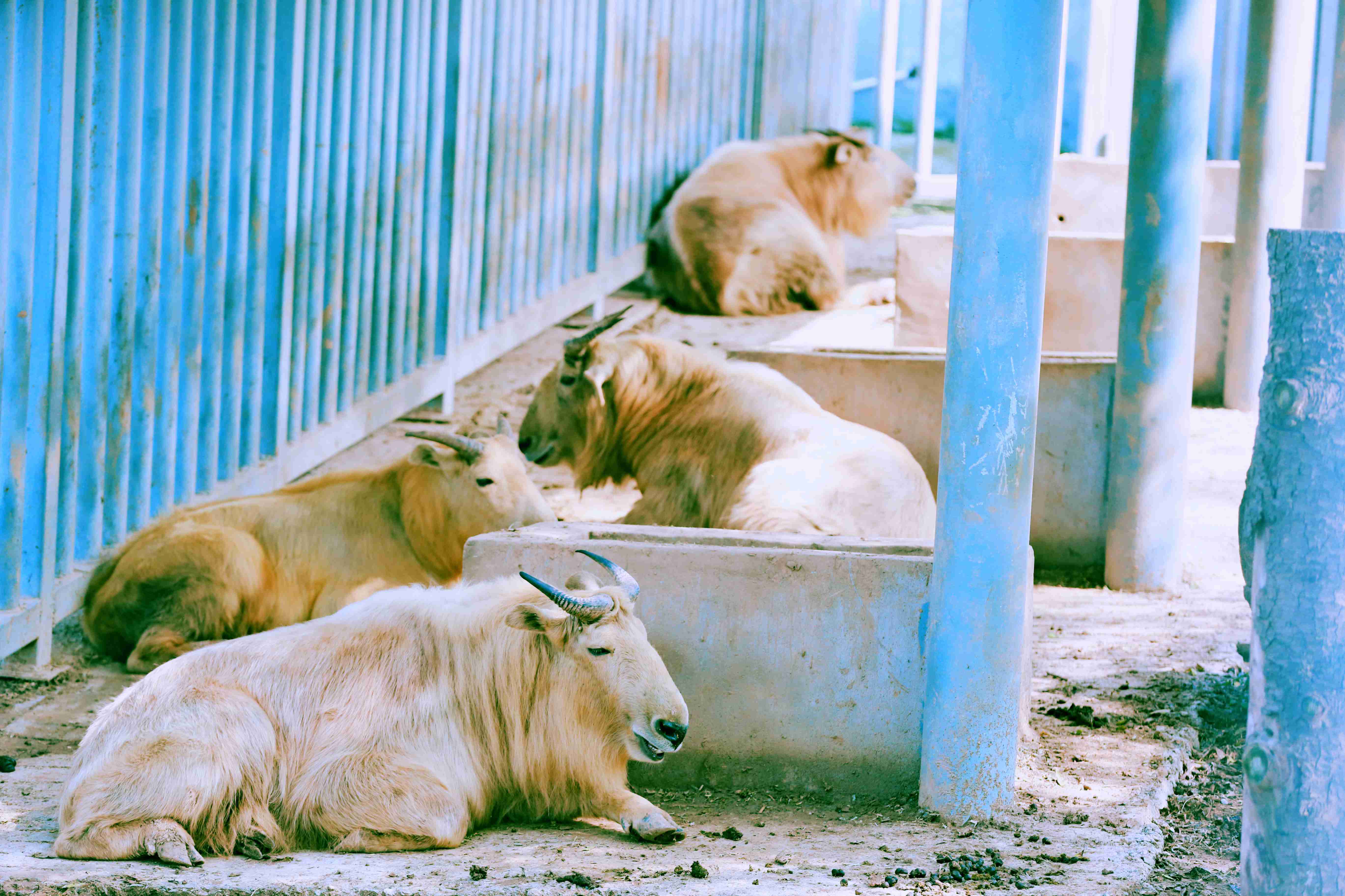清明小长假玩转西安楼观生态文化旅游度假区旅游攻略