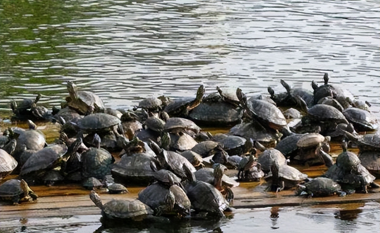 珍珠鳖在美国泛滥了吗,美国珍珠鳖对生态危害