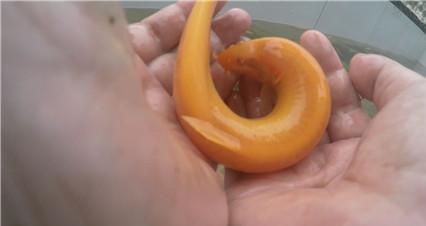 小伙养泥鳅年入百万,90后小伙养变异泥鳅