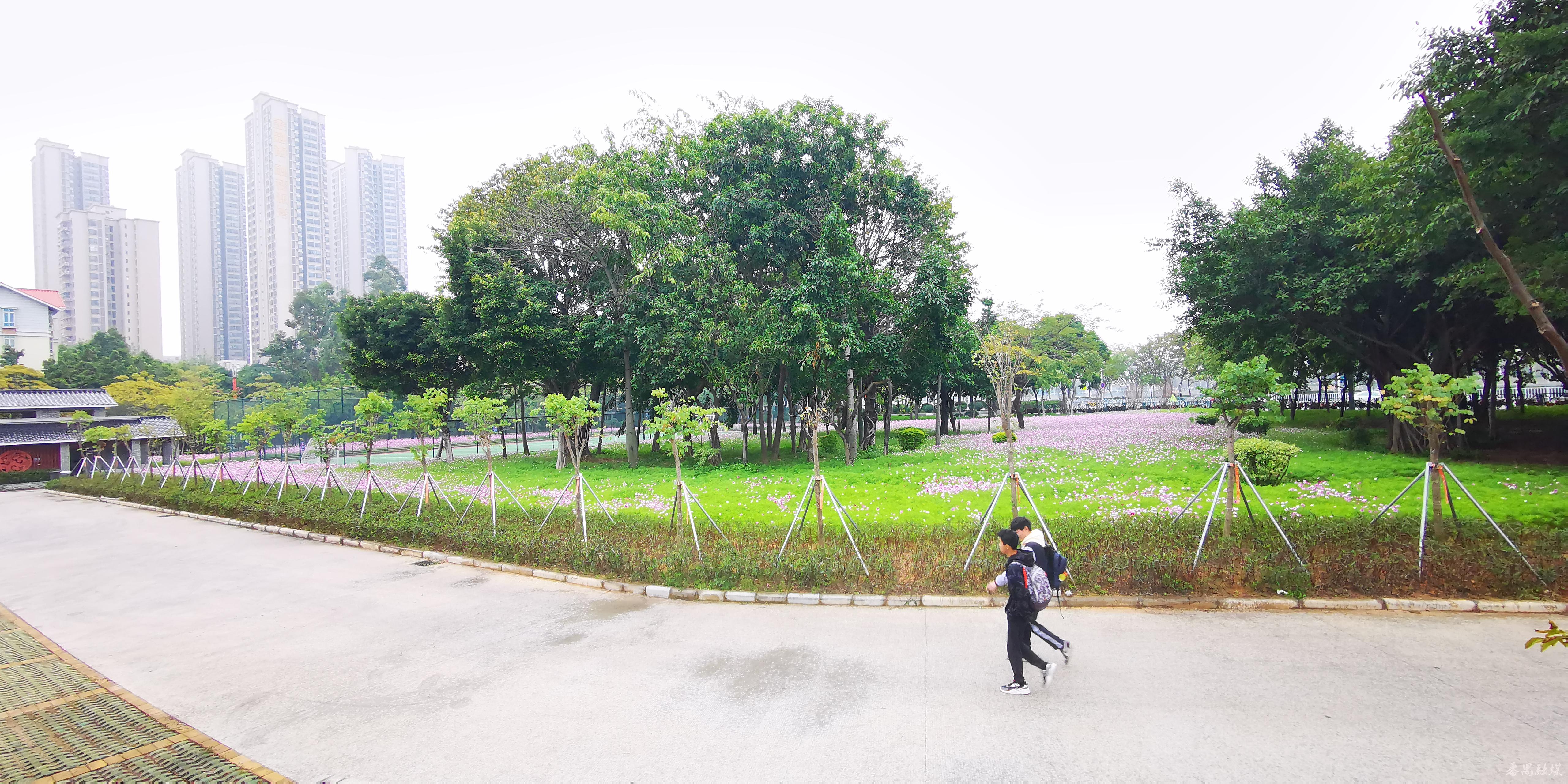 好美!番禺德兴足球场格桑花开姹紫嫣红