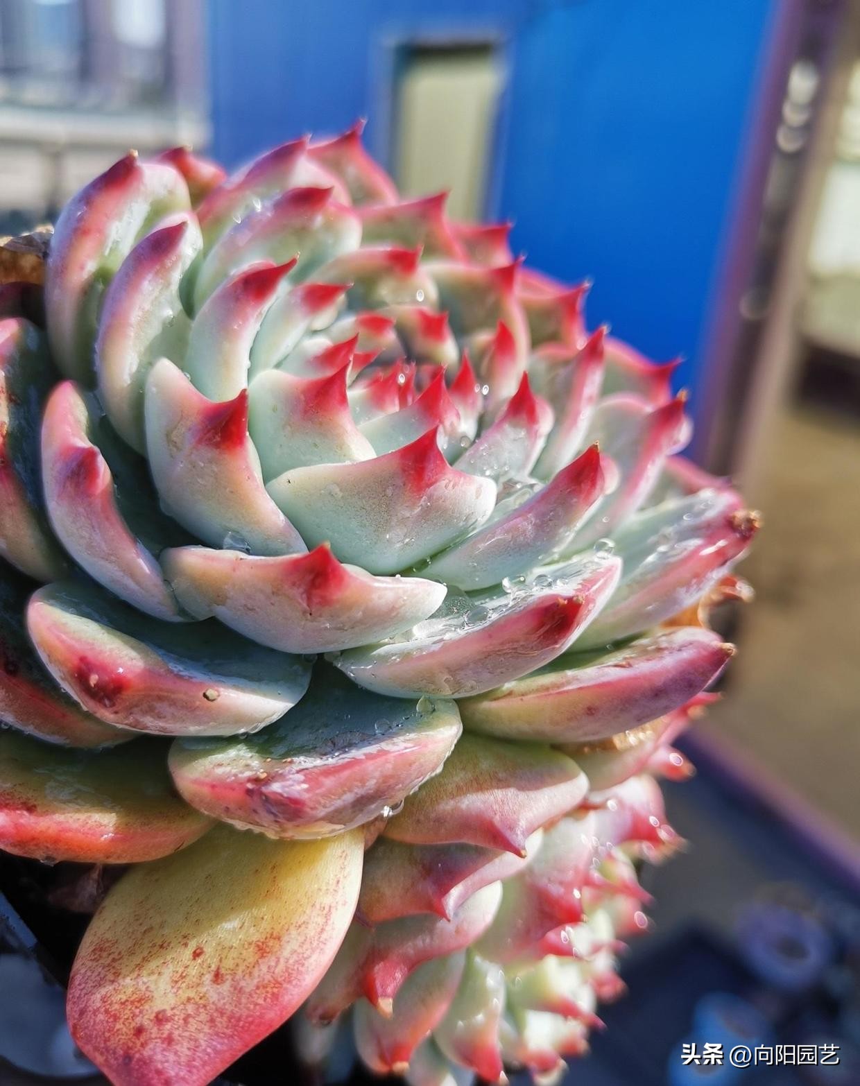 吉娃娃如何养好根又不徒长,吉娃娃怎么养才能活得久