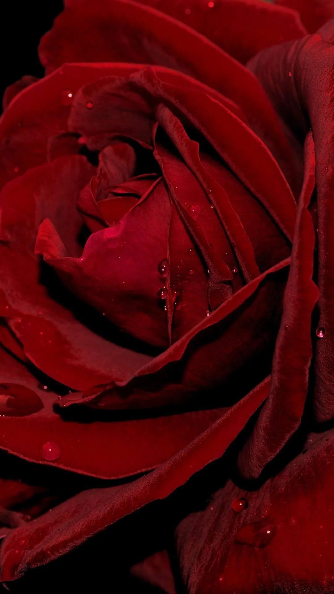 520浪漫玫瑰花壁纸,红玫瑰花壁纸大图