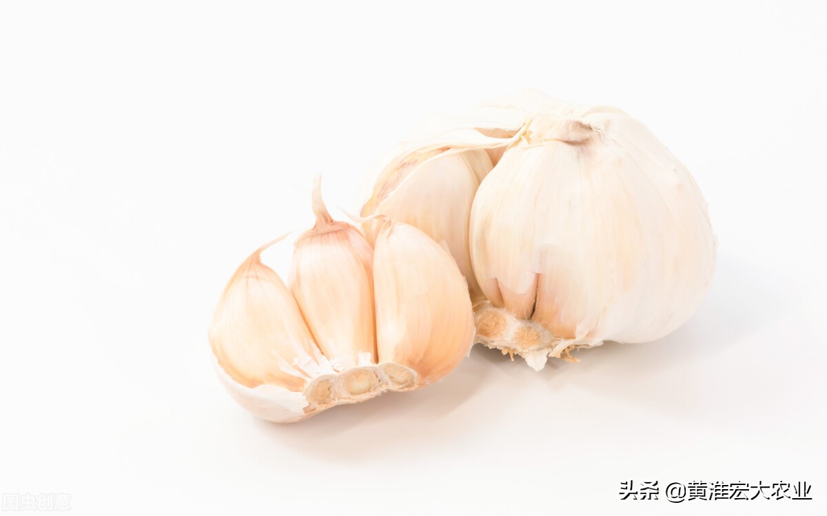 今天云南鲜蒜苔批发价格,现在云南鲜蒜最新价格