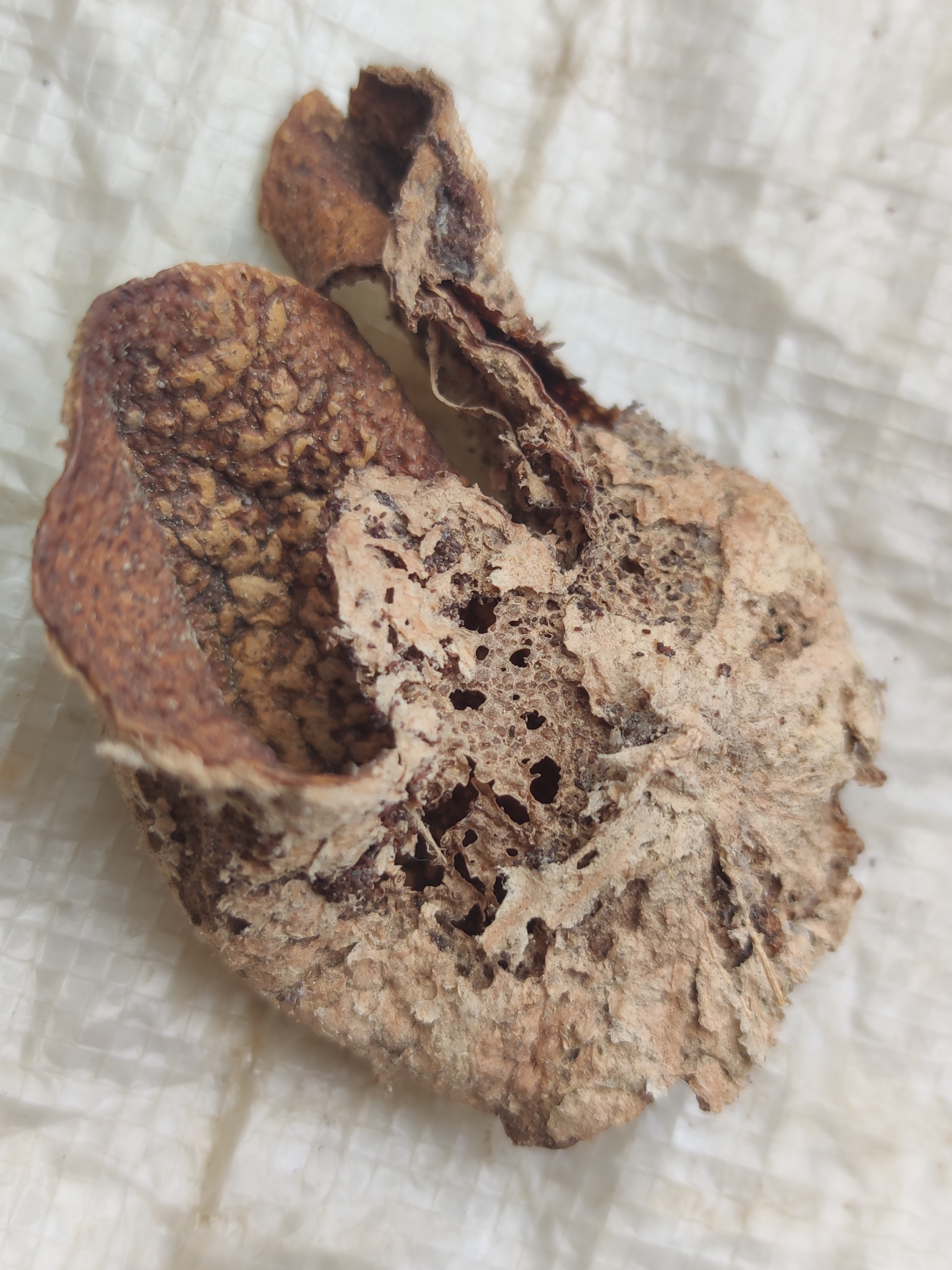 新会陈皮发霉还能喝吗,新会陈皮怎么封存防止发霉长虫