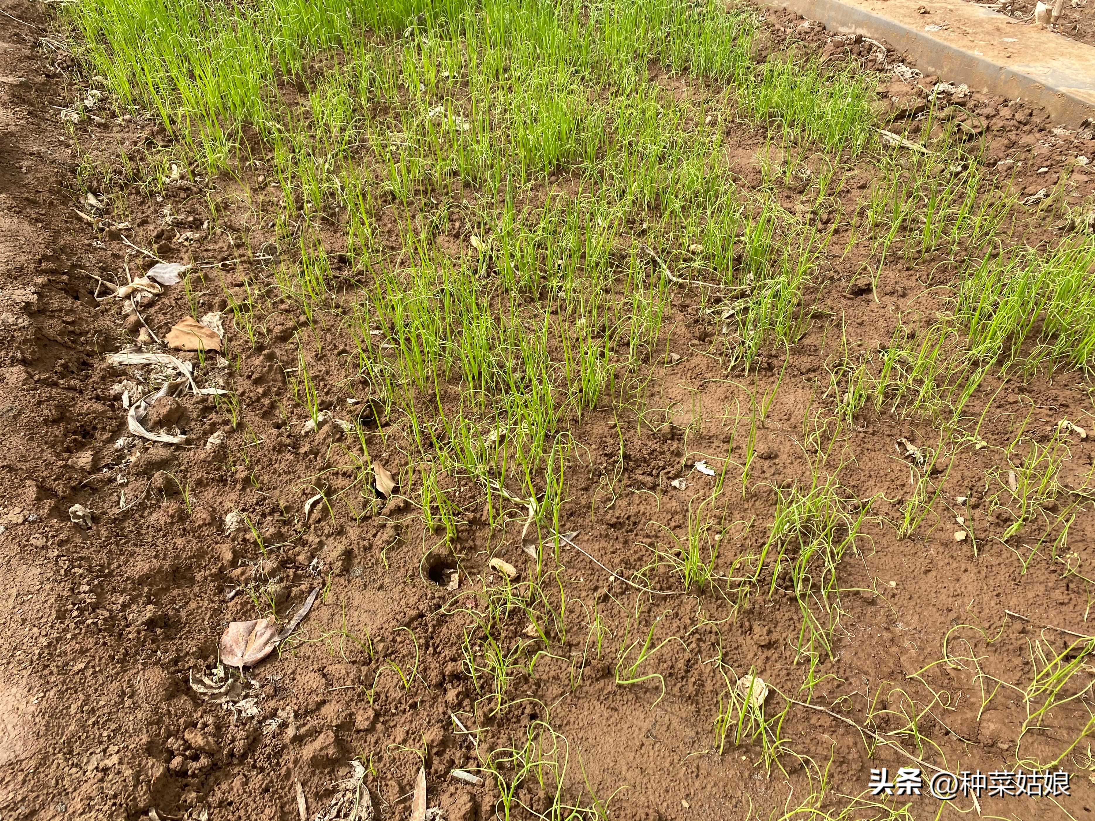 怎样种小葱韭菜,种小葱的地适合种韭菜吗