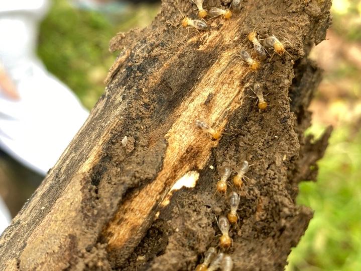 一人一树绿化地球公益活动,爱校护校共建美好校园