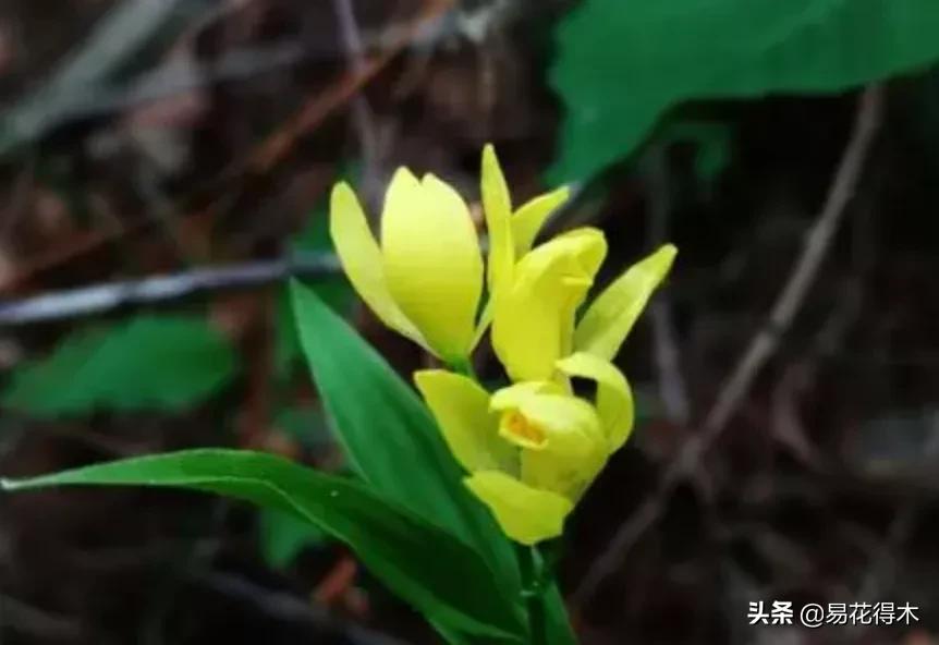 十大野生名贵兰花虎头兰,名贵兰花常见品种介绍图片