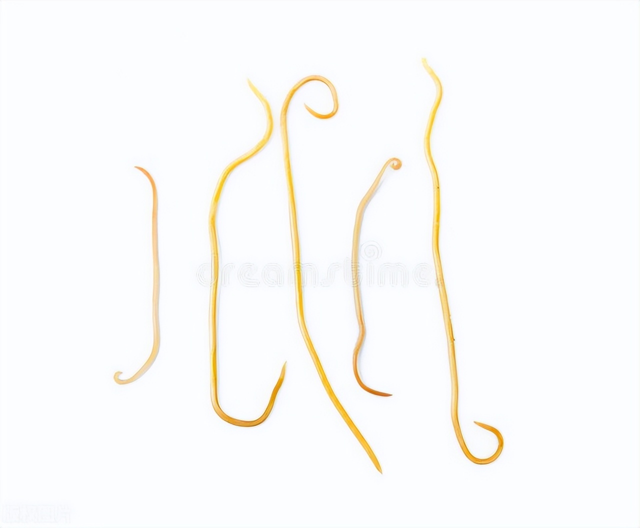 吃蛔虫卵的科学家,蛔虫为什么幼虫期对人的危害最大