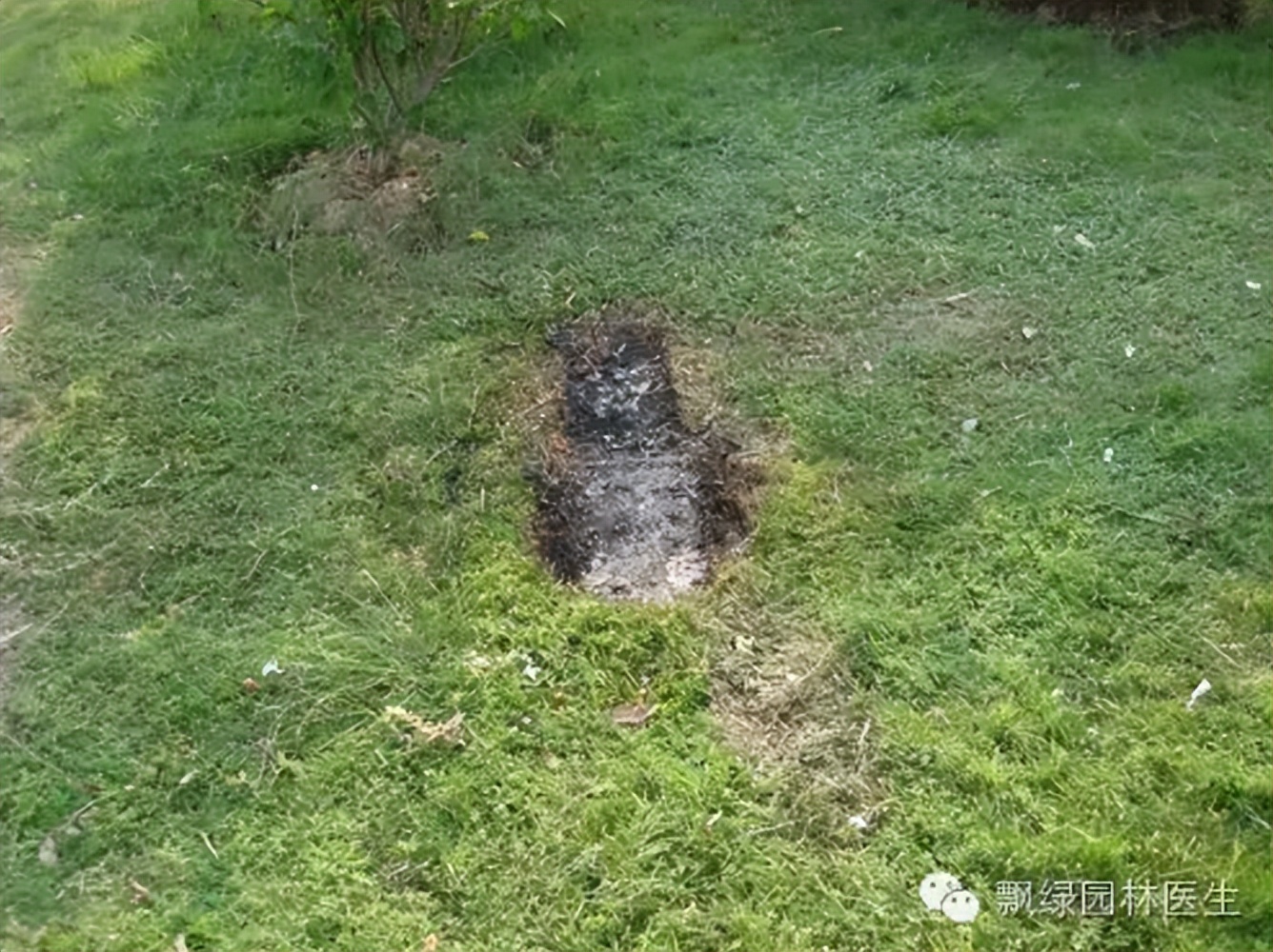 早熟禾草坪生长慢什么原因,草坪枯黄是什么原因怎么根治