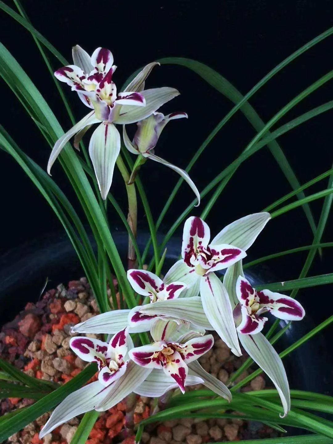 兰花品种大全四川,兰花品种鉴别方法