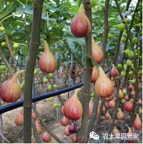 优质果树苗木品种介绍,最好的新品种苹果苗木