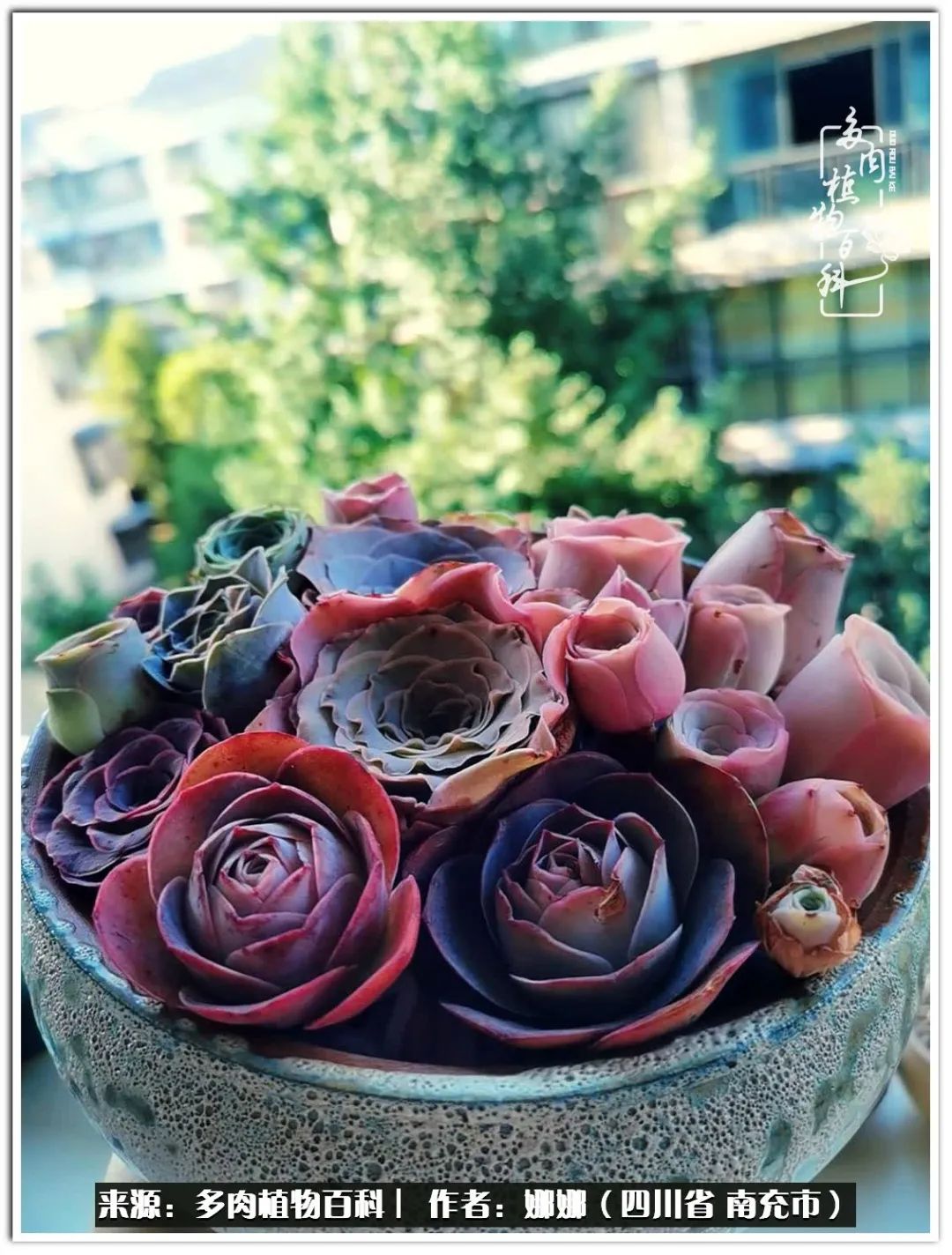 带刺的玫瑰阳台多肉,开花的玫瑰多肉