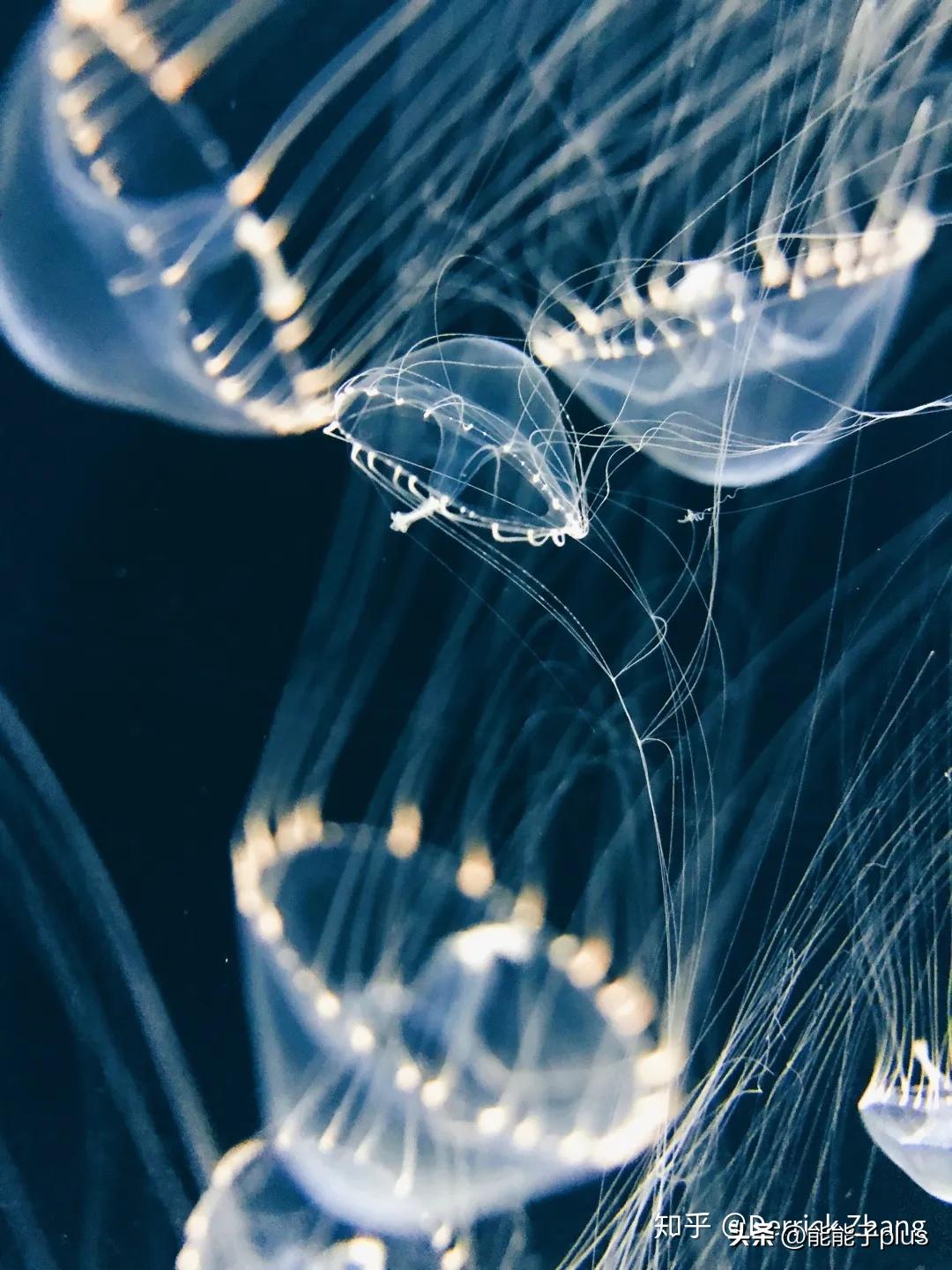 iphone12相机美颜怎么开,iphonex相机最佳设置